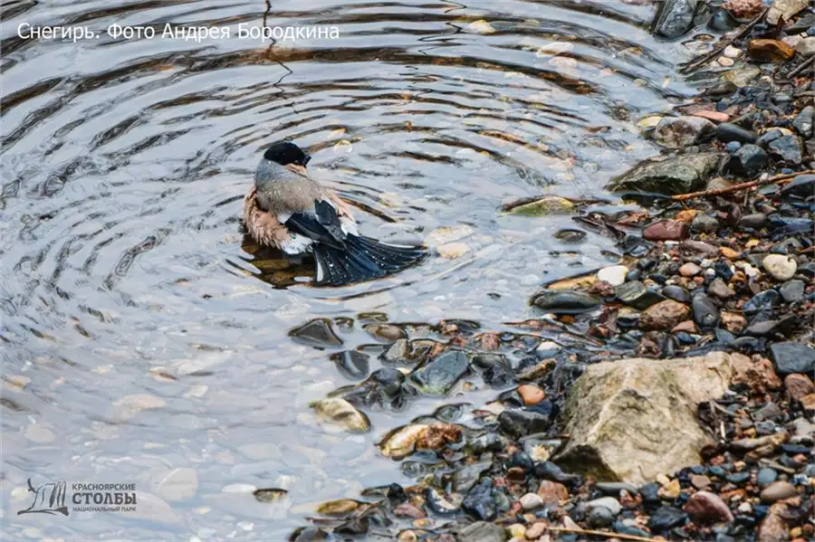Фото: пресс-служба национального парка «Красноярские Столбы»