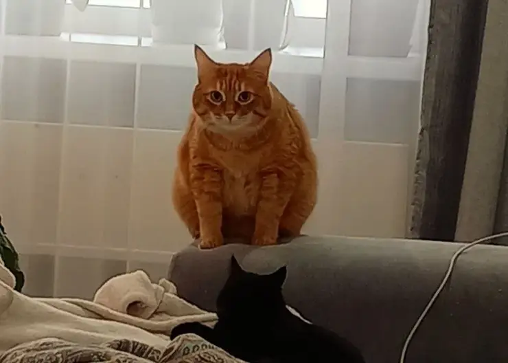 «Регистрация необходима»: Домашних животных может ждать обязательное чипирование и учет