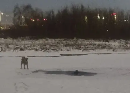 Красноярец провалился под лед в районе улицы Дубровинского, когда гулял с собакой