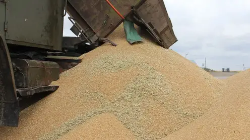 Из Красноярского края на экспорт и в другие регионы отправили почти два миллиона тонн зерна