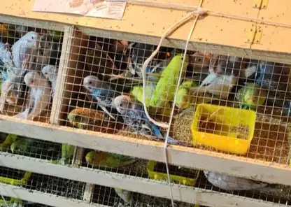 В Красноярске на карантин отправили новую партию попугаев из Киргизии