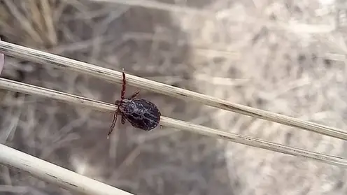 Сезон клещей официально открыт в Красноярске: зафиксирован первый случай присасывания