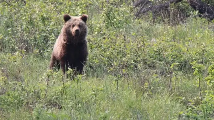 Охотинспекторы поймали медвежонка, которого ранее заметили на хакасском Майнском ключе