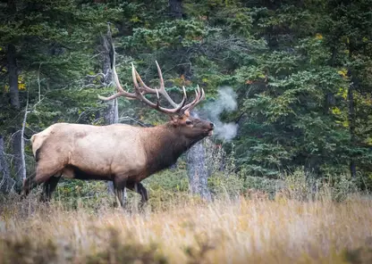 Омских водителей просят остерегаться лосей на загородных трассах