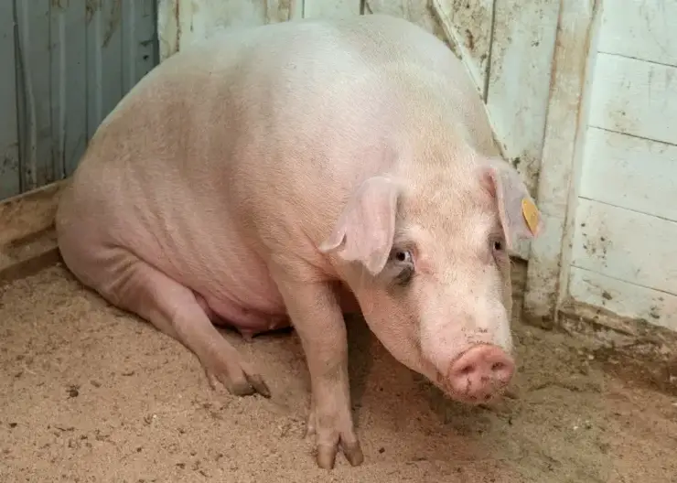 В хакасском селе уничтожили почти весь скот из-за заразного узелкового дерматита