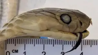 Алтайские таможенники нашли у пассажирки бутылку «змеиного вина» с настоящей коброй Алтайские таможенники нашли у пассажирки бутылку «змеиного вина» с настоящей коброй