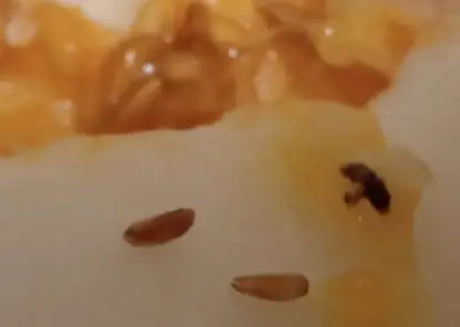 Зараженные мухами дыни пытались ввезти в Красноярск