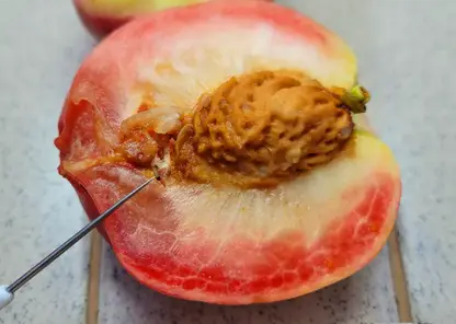 Карантинная персиковая плодожорка угрожает садам Красноярска