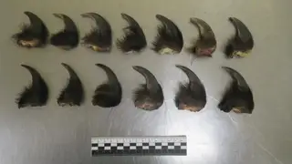 Таможенники в Чите обнаружили в сумке у иностранца когти бурого медведя