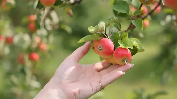 Яблоневый сад в Красноярске возьмут под охрану из-за вандалов