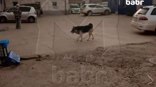 В Улан-Удэ бродячая собака напала на семилетнюю девочку и покусала ее за лицо