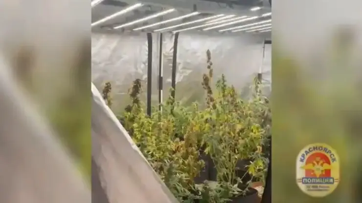 В Красноярске осудят мужчину, обвиняемого в выращивании кустов конопли