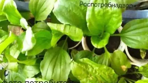 Житель края купил семена цветов, из которых вырос подорожник