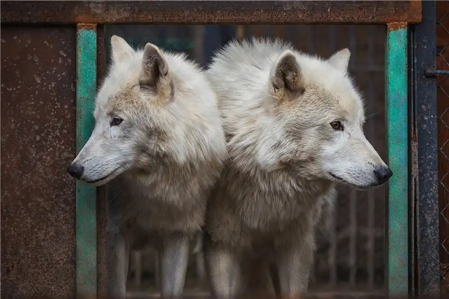 Фото: «Роев ручей»