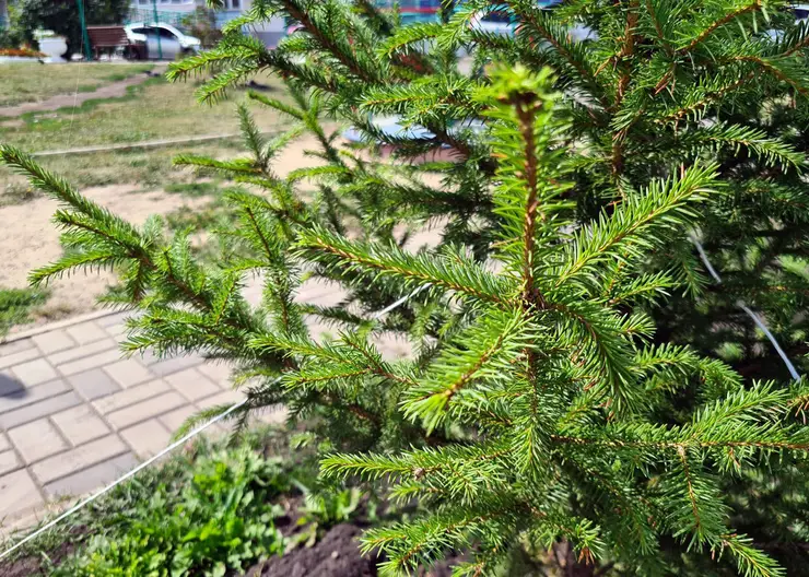 Во дворах Красноярска начали высаживать крупномерные деревья