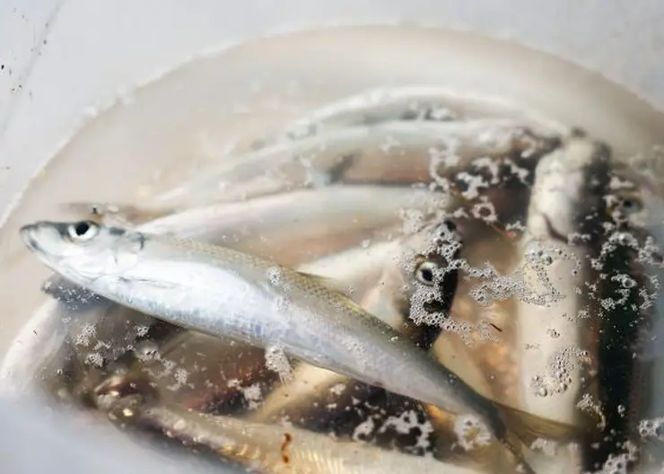 В Назарово бывшего начальника рыбнадзора суд лишил права занимать госдолжности