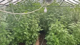 Камчатский дедушка «вырастил» себе уголовное дело: у пенсионера изъяли плантацию конопли в домашней теплице Камчатский дедушка «вырастил» себе уголовное дело: у пенсионера изъяли плантацию конопли в домашней теплице