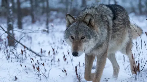 Охотникам Томской области будут платить по 30 тысяч рублей за отстрел волков