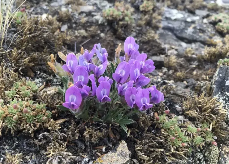 Ученые разработали цифровую базу для охраны флоры Байкала