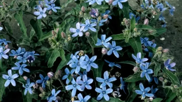 В Омской области уничтожена крупная партия зараженных цветов из Китая