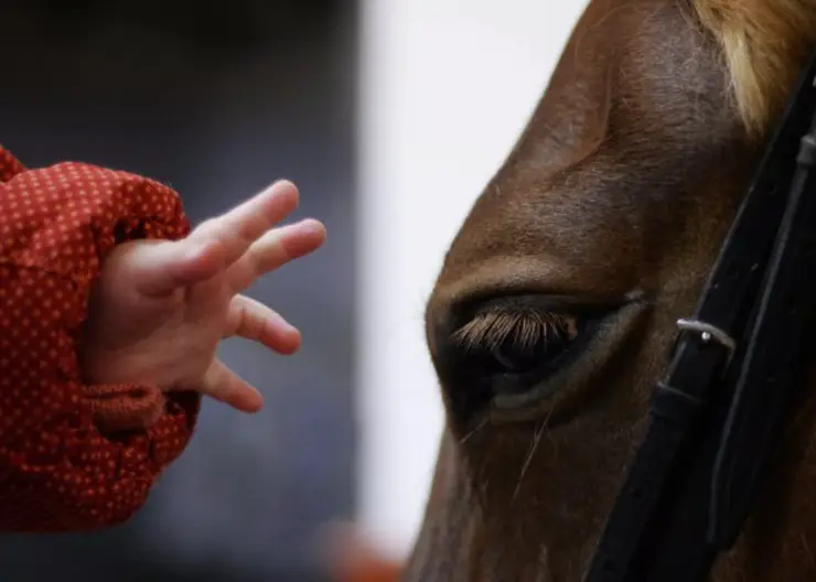 Росимущество проведёт проверку законности продажи красноярского ипподрома