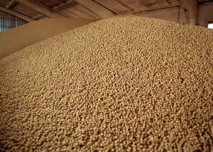 Из Красноярского края за три месяца экспортировали вдвое больше зерна, чем в прошлом году