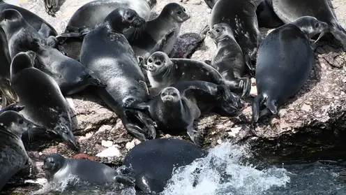 Наблюдения, дроны и спутники: ученые исследуют жизнь байкальской нерпы, чтобы спасти ее от человека