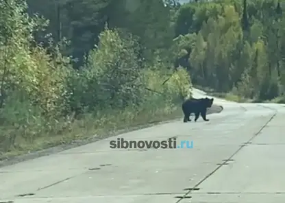 Медведя заметили в районе аэропорта в Красноярском крае