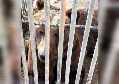 Московские зоозащитники приехали спасать парализованного медведя из придорожного кафе под Красноярском