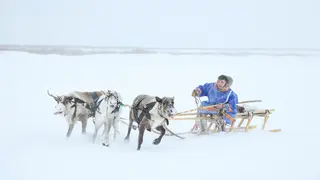 Оленеводы Таймыра получают свыше 90 миллионов рублей поддержки Оленеводы Таймыра получают свыше 90 миллионов рублей поддержки