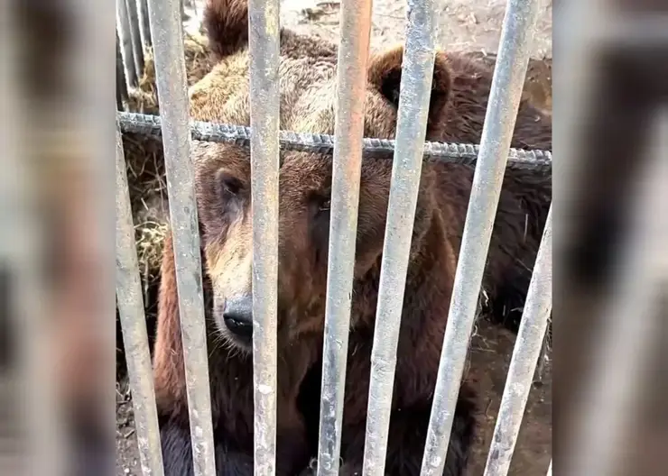 Парализованный медведь Кузя из придорожного красноярского кафе вылетел в Москву на лечение