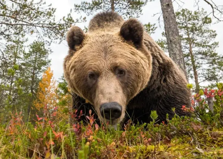 Второго медведя за неделю застрелили в хакасском городе Абаза
