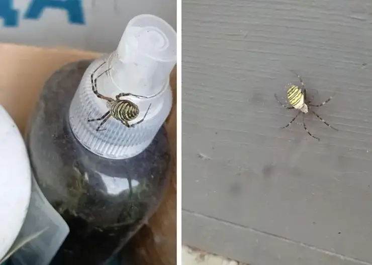 Пауки-осы добрались до Сибири