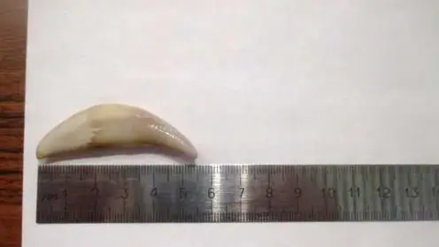 Зубы волка мужчина пытался вывезти из Красноярска в Китай