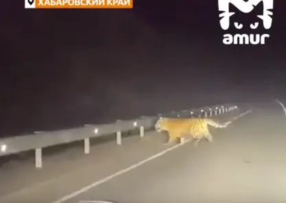 Тигр вышел на трассу в Хабаровском крае и растерялся при виде автомобиля