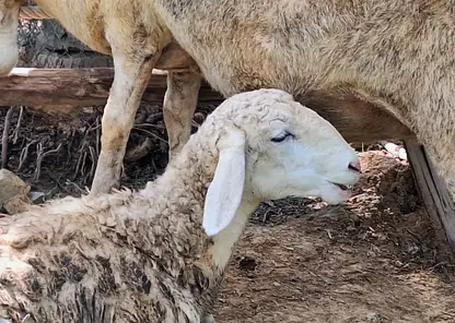 Карантин по бешенству объявлен в Кузбассе: введены строгие ограничения