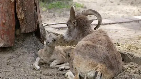 Детеныши краснокнижных аргали родились в зоопарке Новосибирска