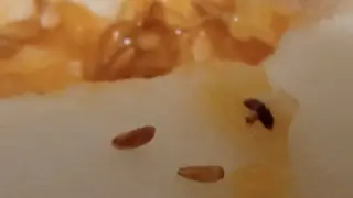 Зараженные мухами дыни пытались ввезти в Красноярск