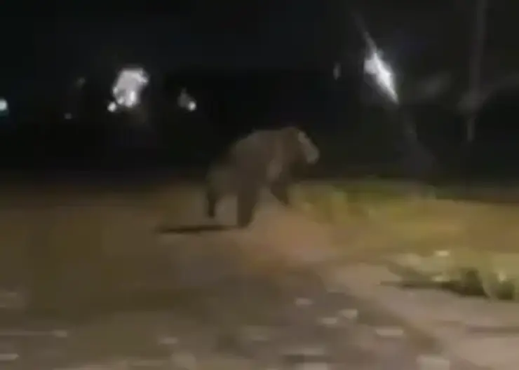 В Красноярском крае огромный медведь убегал от автомобиля по селу Чунояр