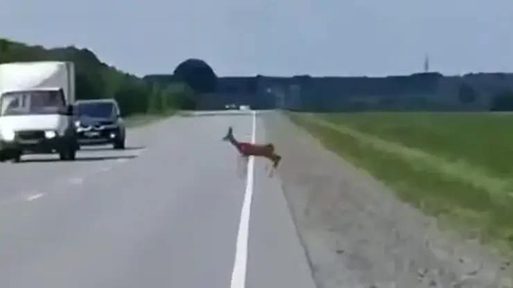 Начался брачный сезон у диких животных: омичей предупреждают об опасности на дорогах