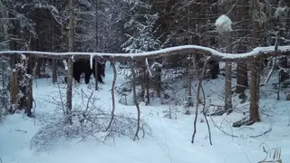 Красноярские медведи легли в спячку.  Запрет на проживание в «Нарыме» на Столбах снят