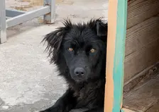 Мама погибшего от собак мальчика пригласила зоозащитников на похороны сына