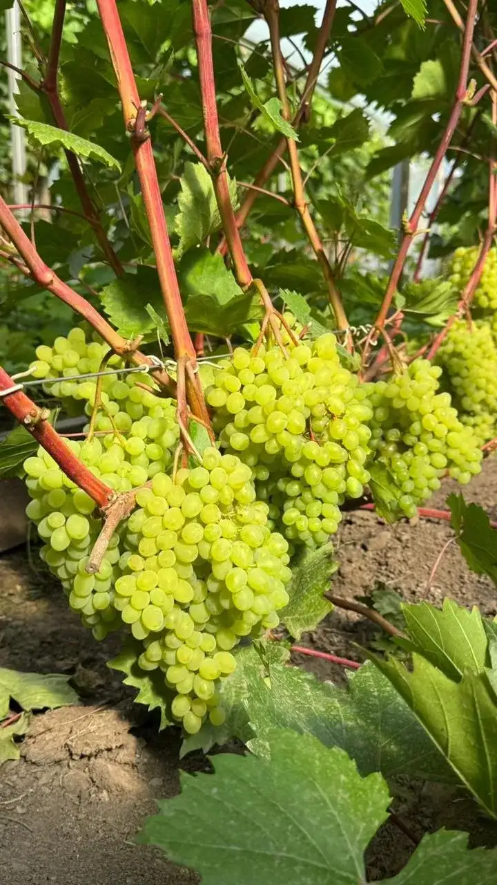 Фото: Сергей Будрис