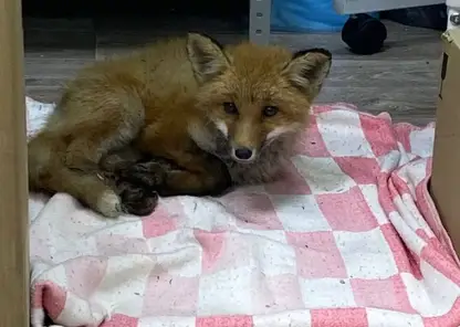 Мужчина спас израненного лисенка на трассе под Красноярском