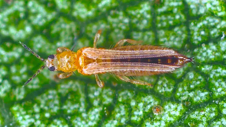 В Красноярске выявили 14 тонн китайских перцев с опасным карантинным вредителем