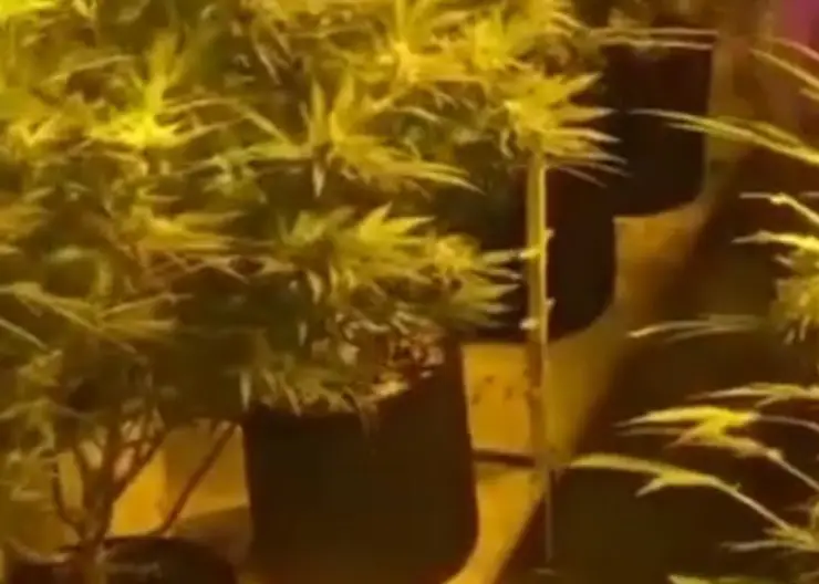 В Красноярском крае найдена домашняя наркоплантация