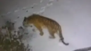 Амурские тигры стали чаще выходить к людям в Приморье