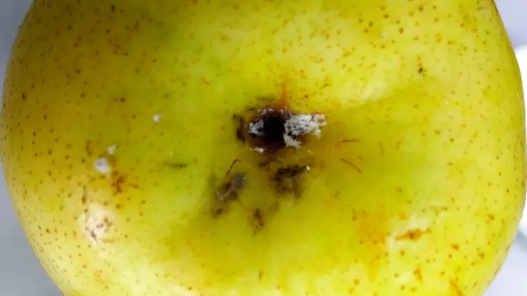 Россельхознадзор перехватил партию зараженных груш в Красноярске