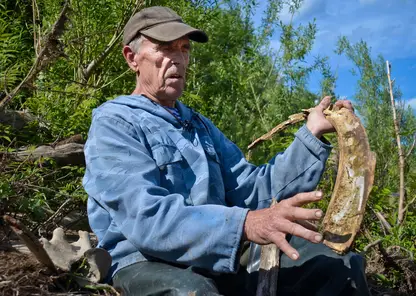 В Енисейском районе охотник на берегу реки нашёл кости мамонта