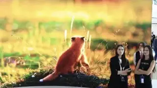 ВТБ и Фонд защитников природы реализуют проекты в Красноярском крае, Бурятии и Хакасии и других регионах